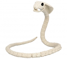 Gyvatės skeletas (102 cm) 1