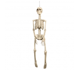 Kabantis skeletas (92 cm)