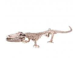 Krokodilo skeletas