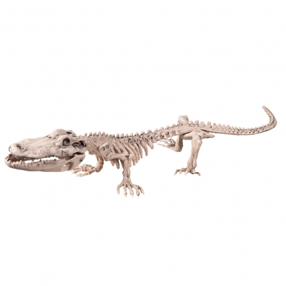 Krokodilo skeletas