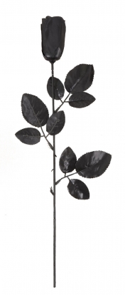 Dekoratyvinė rožė, juoda