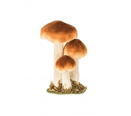 Dekoratyviniai grybukai samanose (3 vnt./8-18 cm)