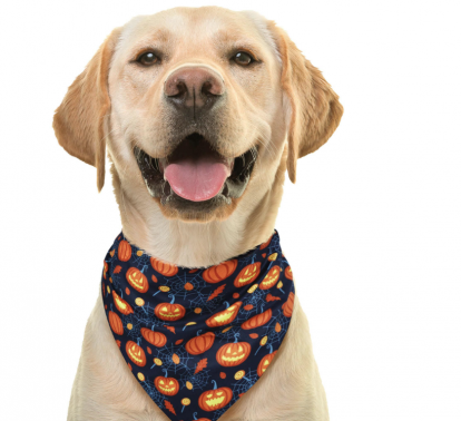 Kaklaskarė augintiniui "Moliūgai"