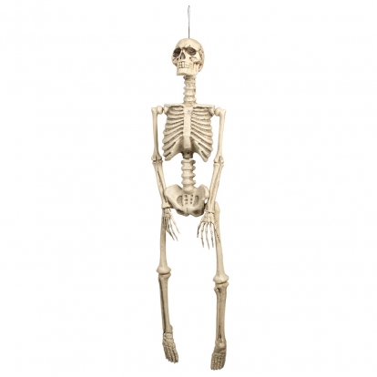 Karināms skelets (92 cm)
