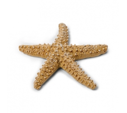 Декоративная морская звезда (6,5 см)