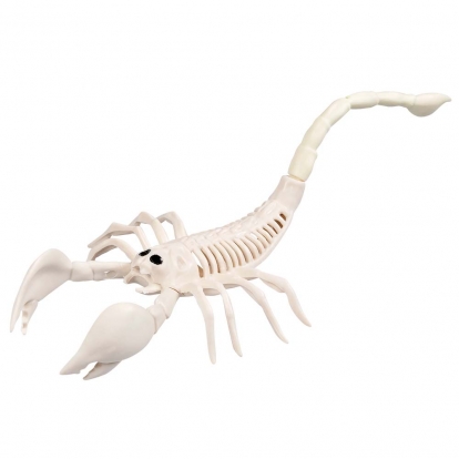 Skorpiono skeletas