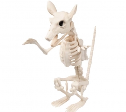 Žiurkės skeletas (18 cm) 1