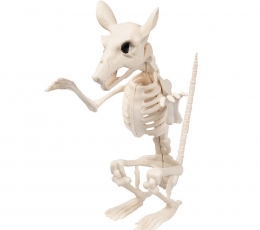 Žiurkės skeletas (18 cm)